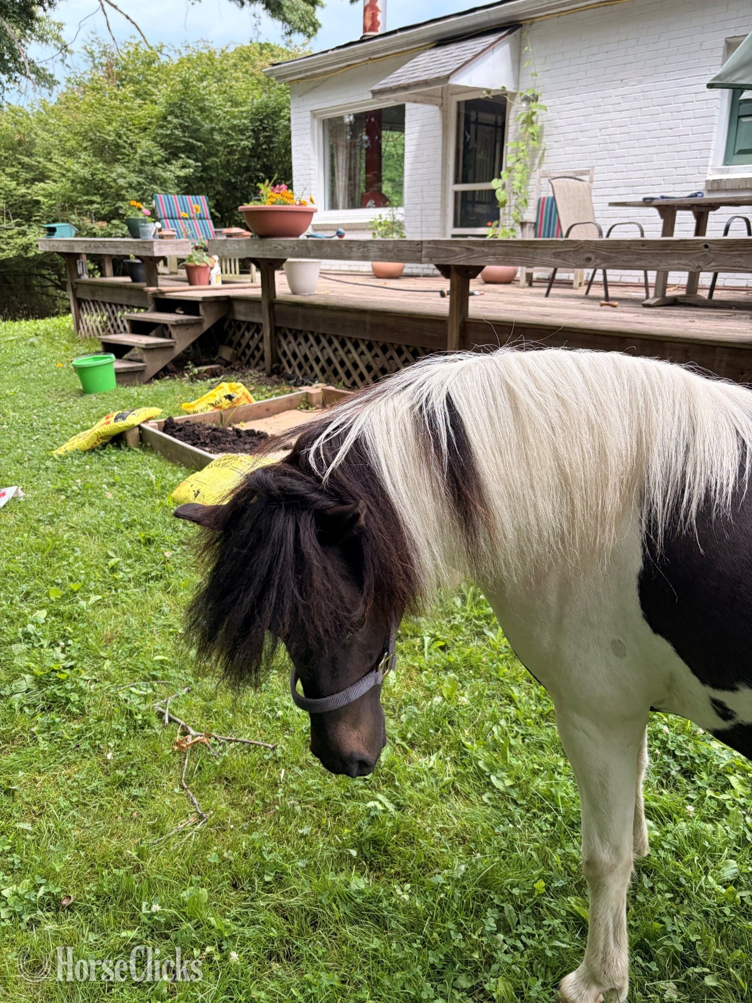 "Porchy" Pinto Gelding Shetland Pony - Shetland Pony in Pennsylvania