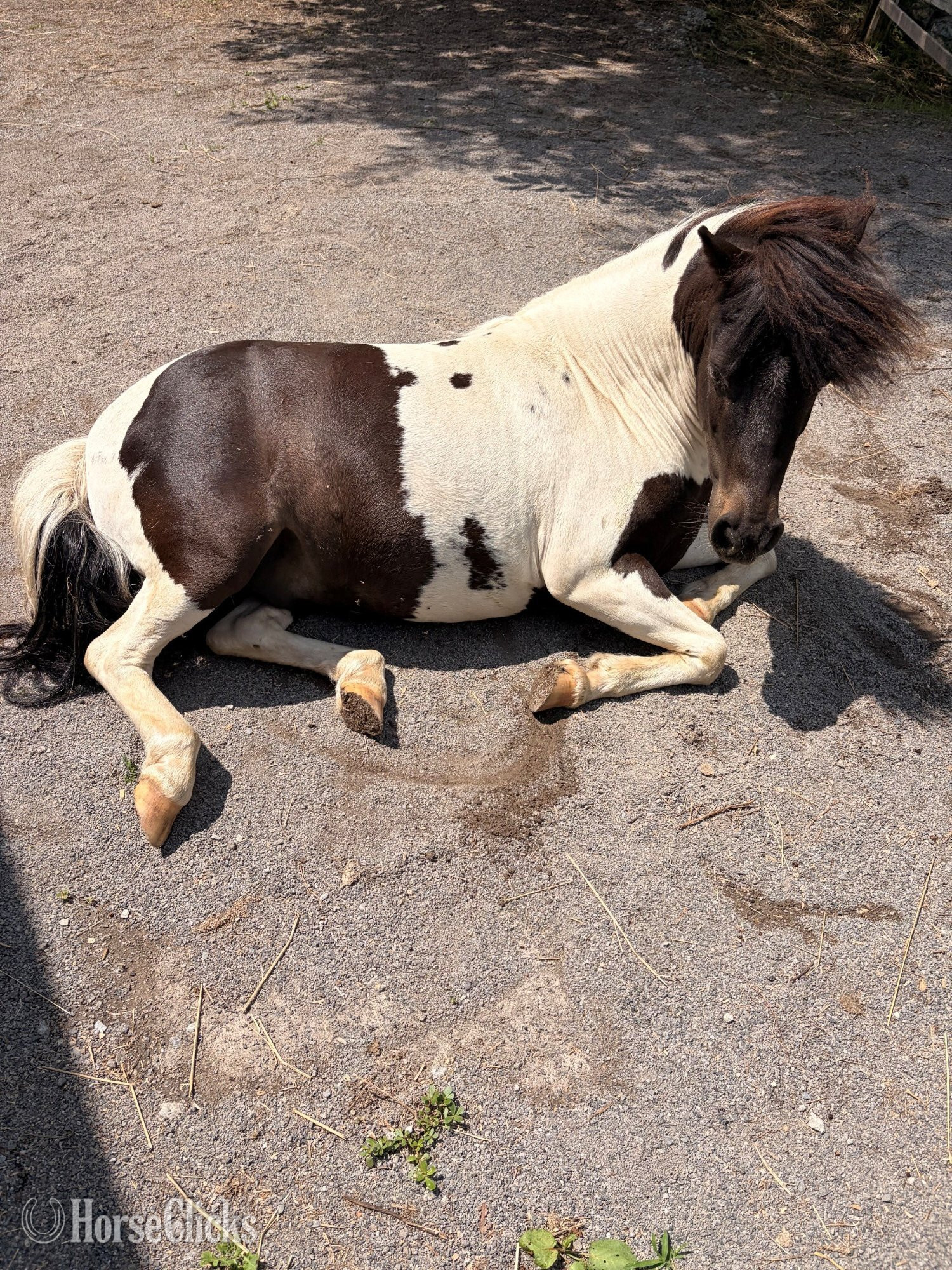"Porchy" Pinto Gelding Shetland Pony - Shetland Pony in Pennsylvania