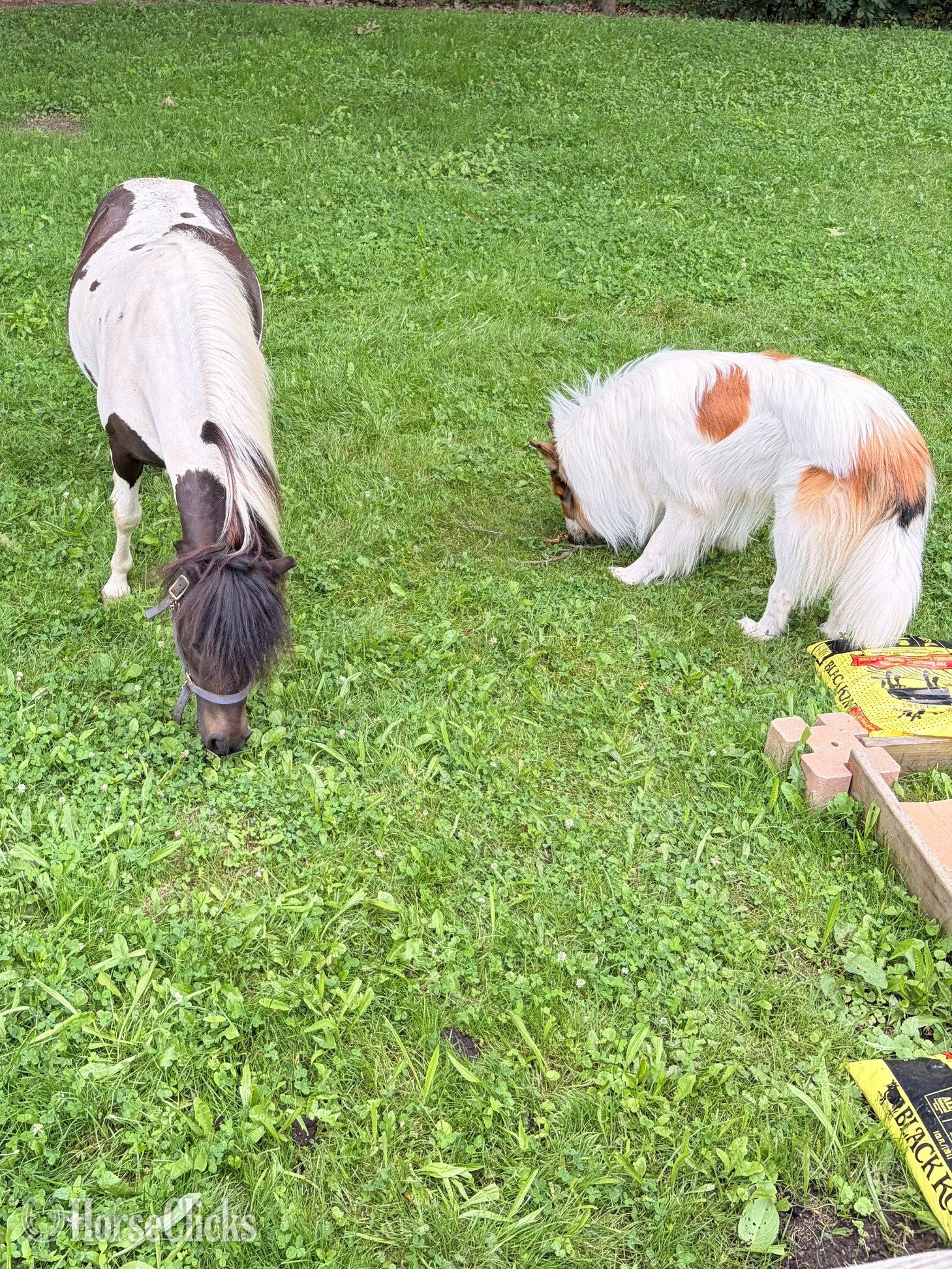 "Porchy" Pinto Gelding Shetland Pony - Shetland Pony
