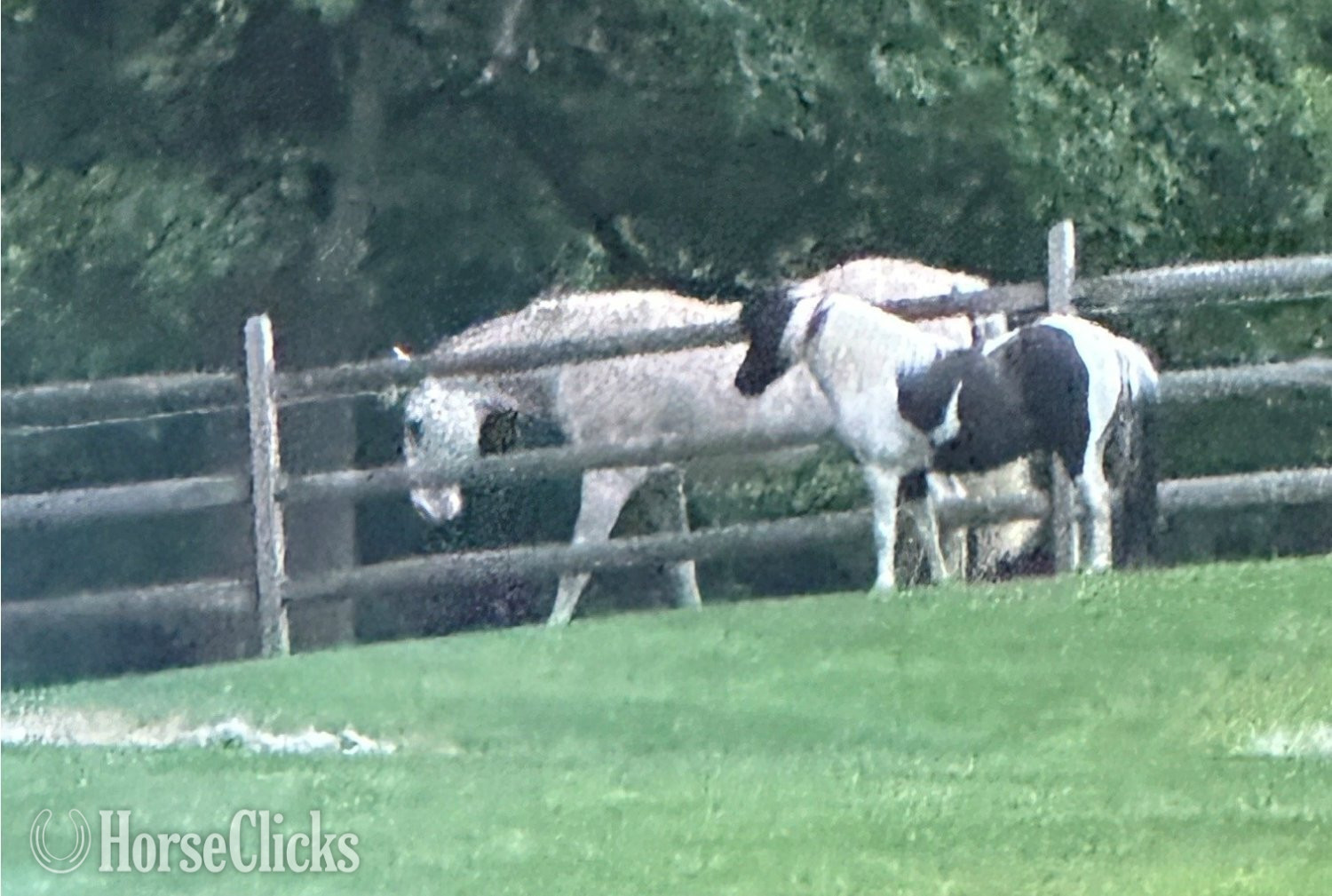 "Porchy" Pinto Gelding Shetland Pony Pennsylvania