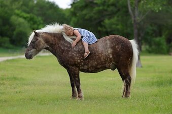 "PORK CHOP" Silver Dapple Gelding Pony