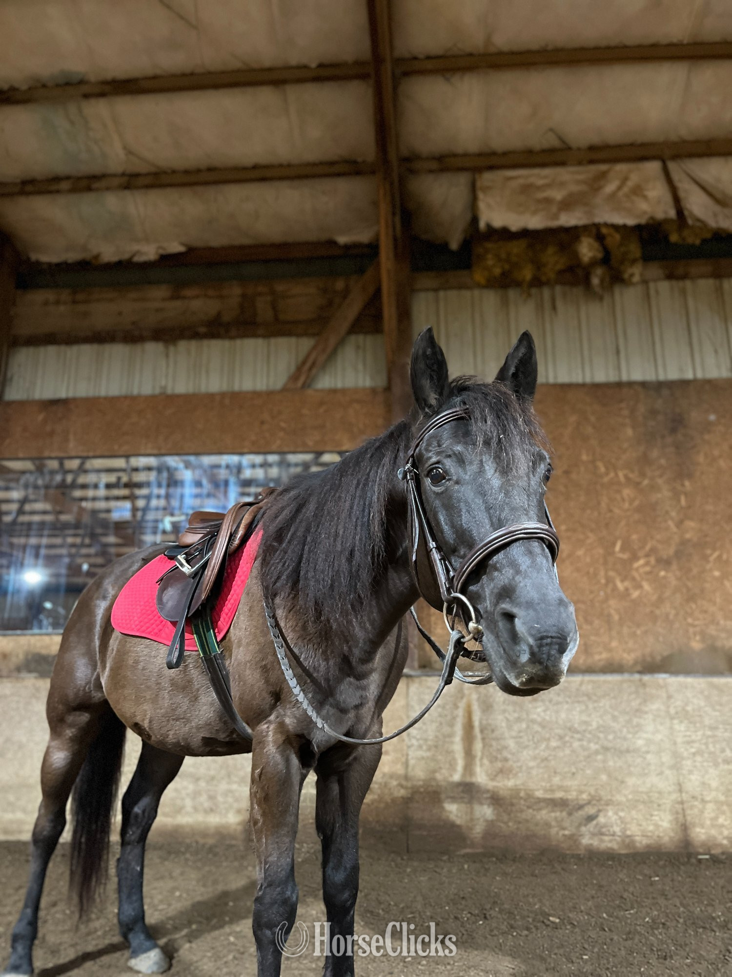 "Gunner" Black Gelding Quarter Horse in Illinois