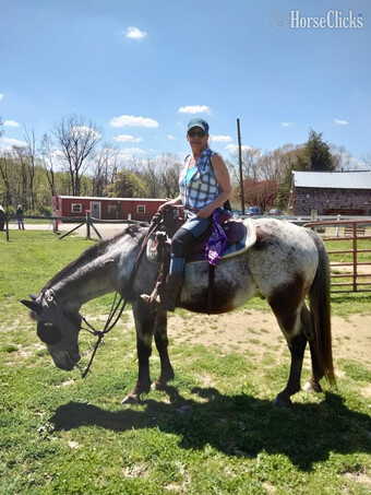 "Lenny" Gelding Appaloosa