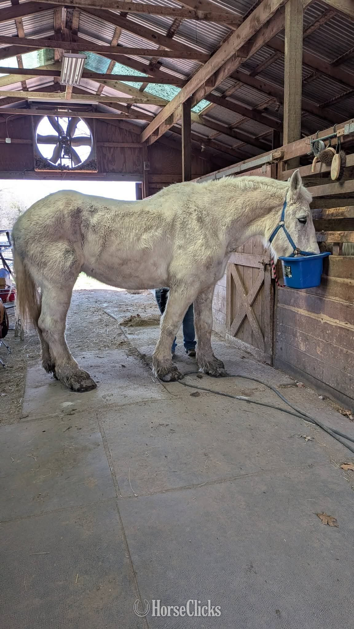 "Rocky"  Gelding Percheron