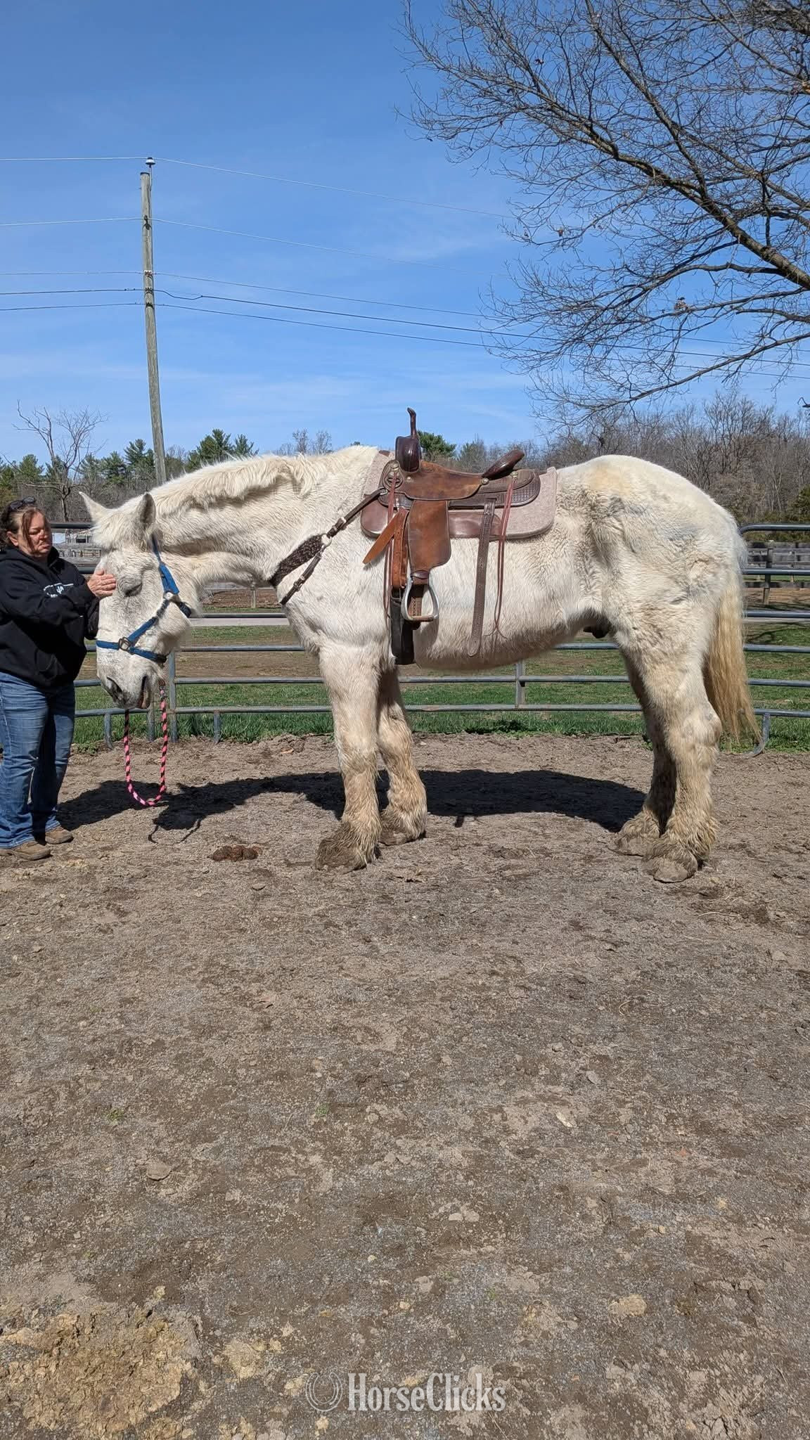 California "Rocky"  Gelding Percheron