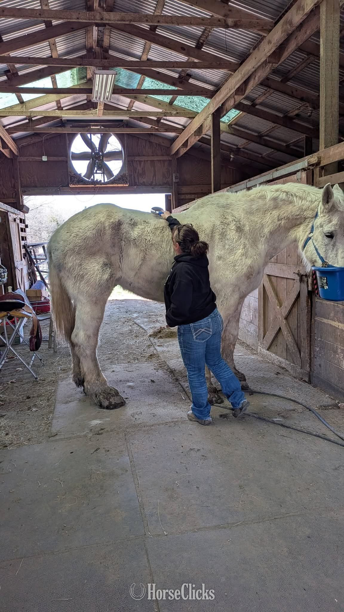 "Rocky"  Gelding Percheron - Percheron in California