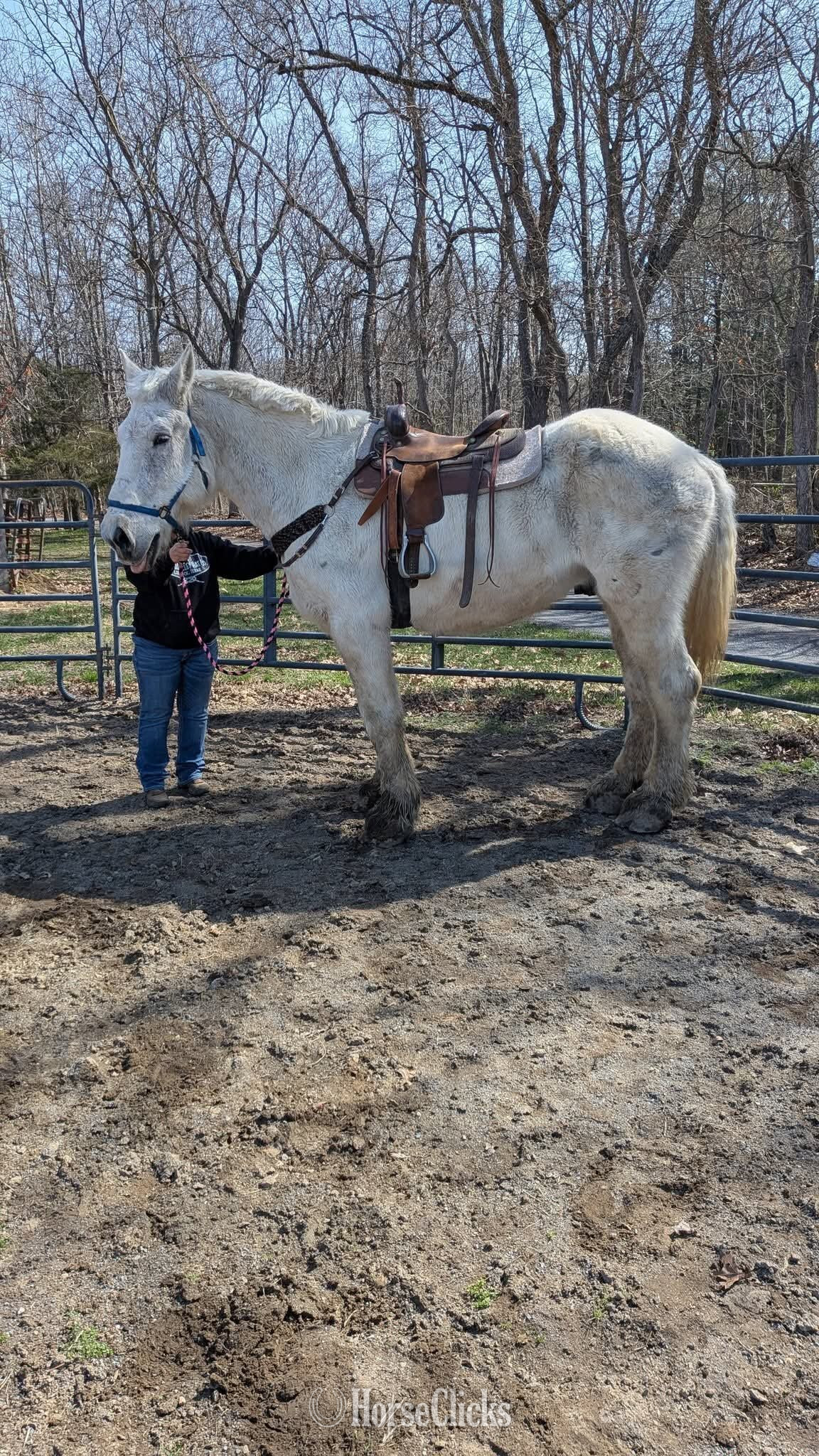 "Rocky"  Gelding Percheron - Percheron