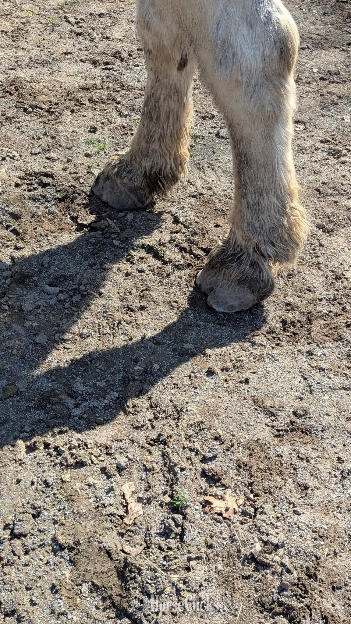 "Rocky"  Gelding Percheron California