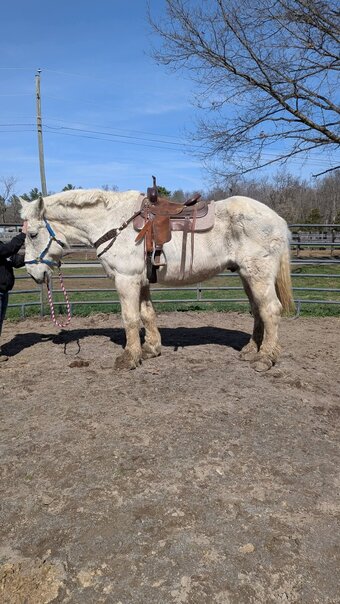"Rocky" Gelding Percheron