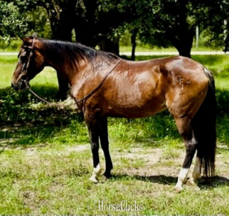 "Anna Maria" Sorrel Mare Morgan in Florida
