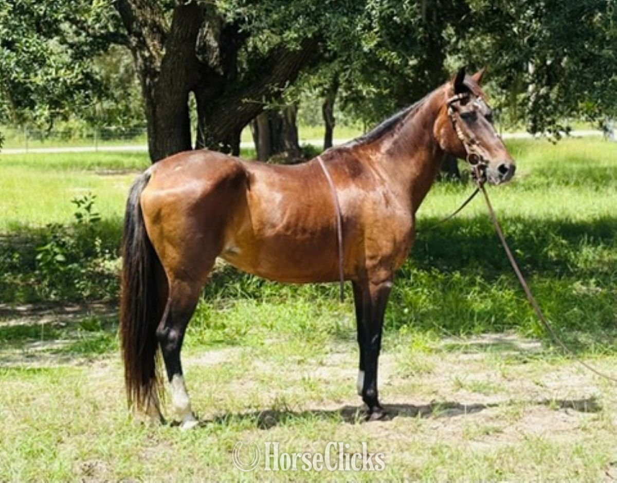 "Anna Maria" Sorrel Mare Morgan