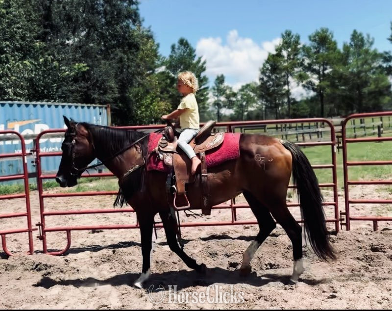 Florida "Anna Maria" Sorrel Mare Morgan