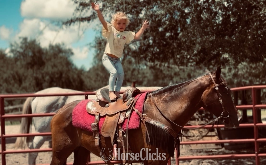 "Anna Maria" Sorrel Mare Morgan - Morgan in Florida