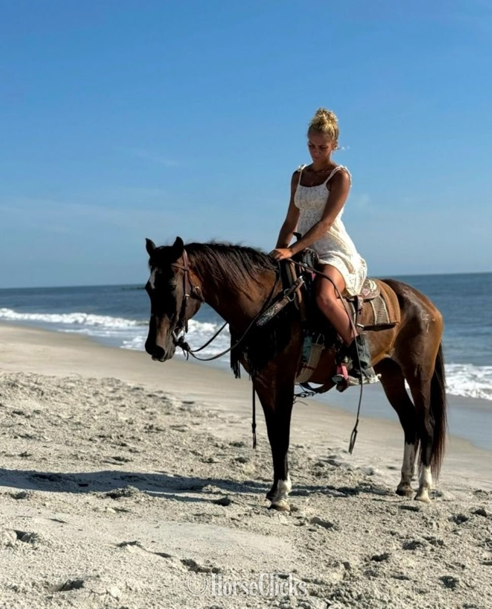 "Anna Maria" Sorrel Mare Morgan Florida