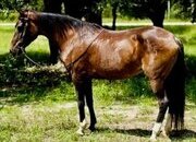"Anna Maria" Sorrel Mare Morgan