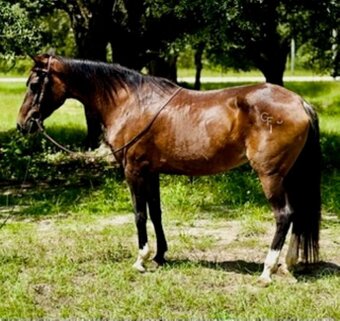 "Anna Maria" Sorrel Mare Morgan