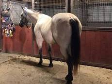 "Blevins " Buckskin Gelding Quarter Horse