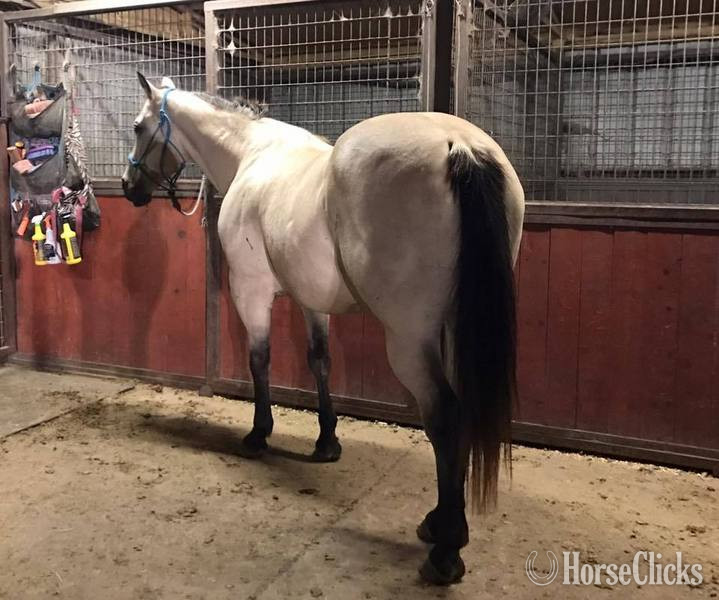 "Blevins " Buckskin Gelding Quarter Horse in Texas