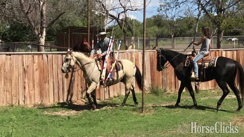 "Blevins " Buckskin Gelding Quarter Horse
