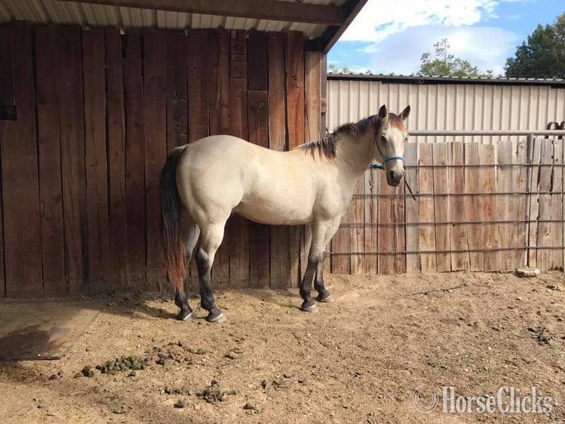 Texas "Blevins " Buckskin Gelding Quarter Horse