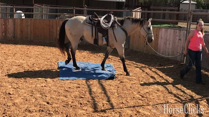 "Blevins " Buckskin Gelding Quarter Horse - Quarter Horse in Texas