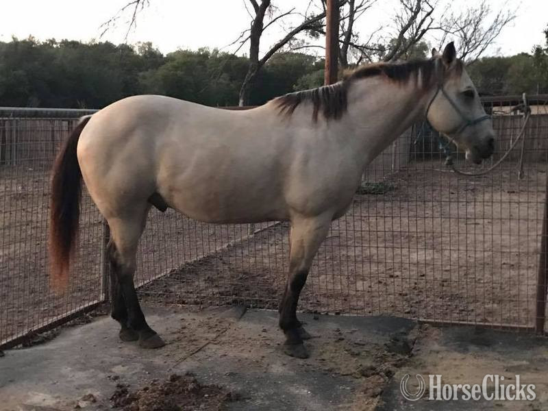 "Blevins " Buckskin Gelding Quarter Horse - Quarter Horse
