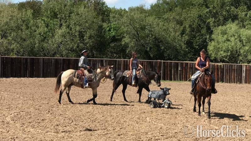 Quarter Horse - "Blevins " Buckskin Gelding Quarter Horse in Texas