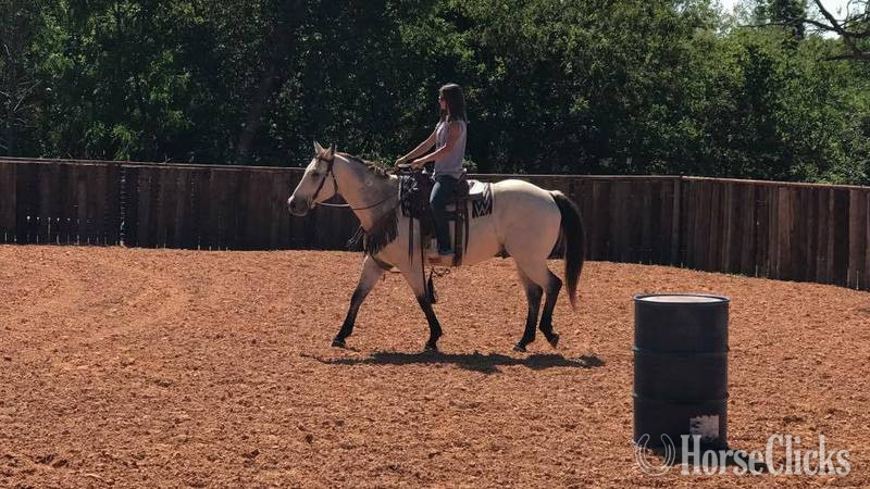 Quarter Horse - "Blevins " Buckskin Gelding Quarter Horse