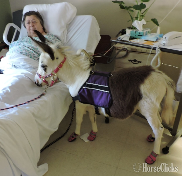 "Therapy Horse Newsletter"  Mare American Miniature in Florida