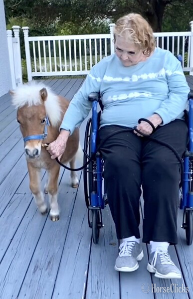 "Therapy Horse Newsletter"  Mare American Miniature