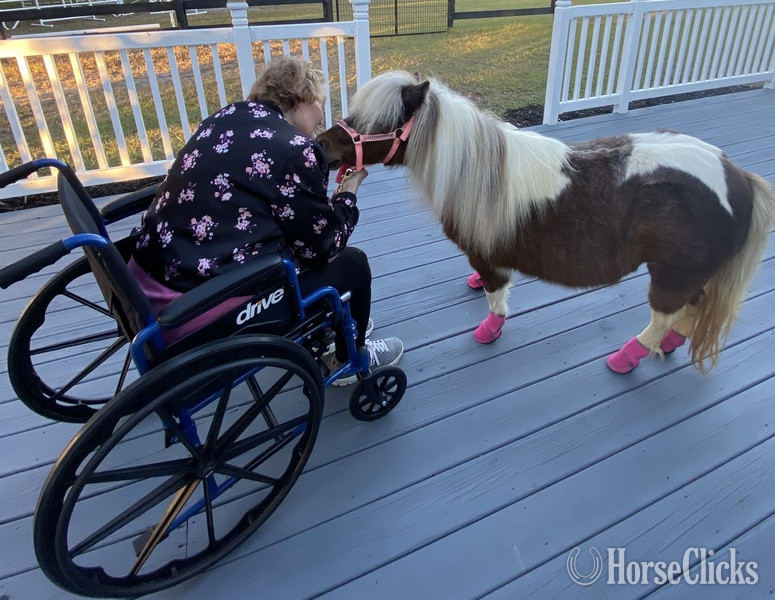 Florida "Therapy Horse Newsletter"  Mare American Miniature