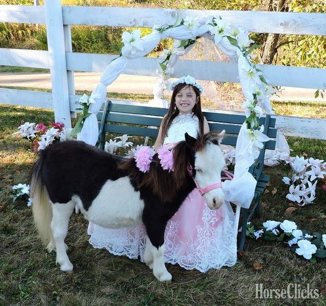 American Miniature - "Therapy Horse Newsletter"  Mare American Miniature