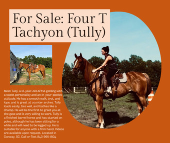 "Tully" Sorrel Gelding Paint