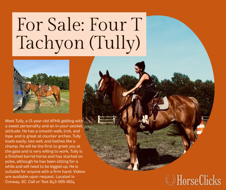 "Tully" Sorrel Gelding Paint in South Carolina
