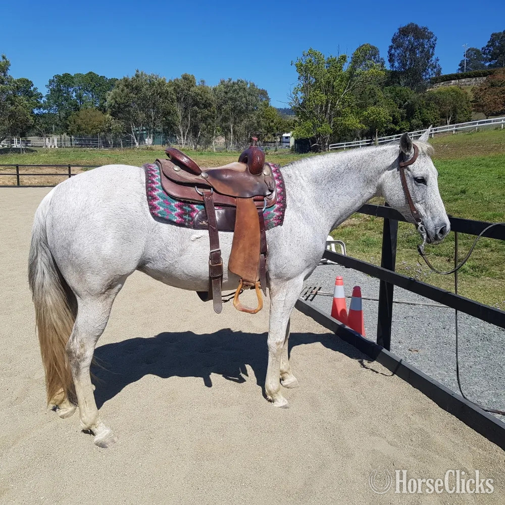 "Bella" Grey Mare Quarter Horse in Colorado
