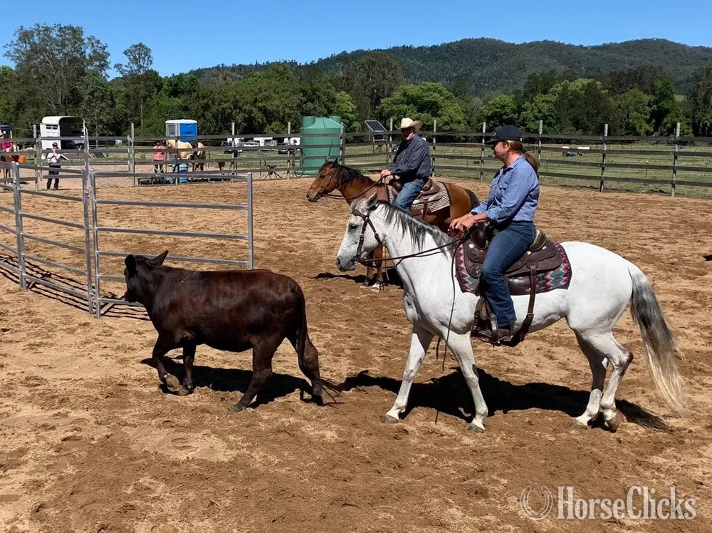 "Bella" Grey Mare Quarter Horse