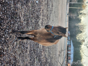 "Winston" Dun Colt Quarter Horse