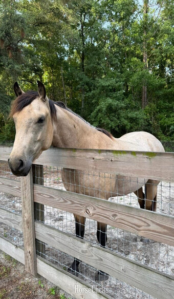 "Buddy" Dun Stallion Quarter Horse