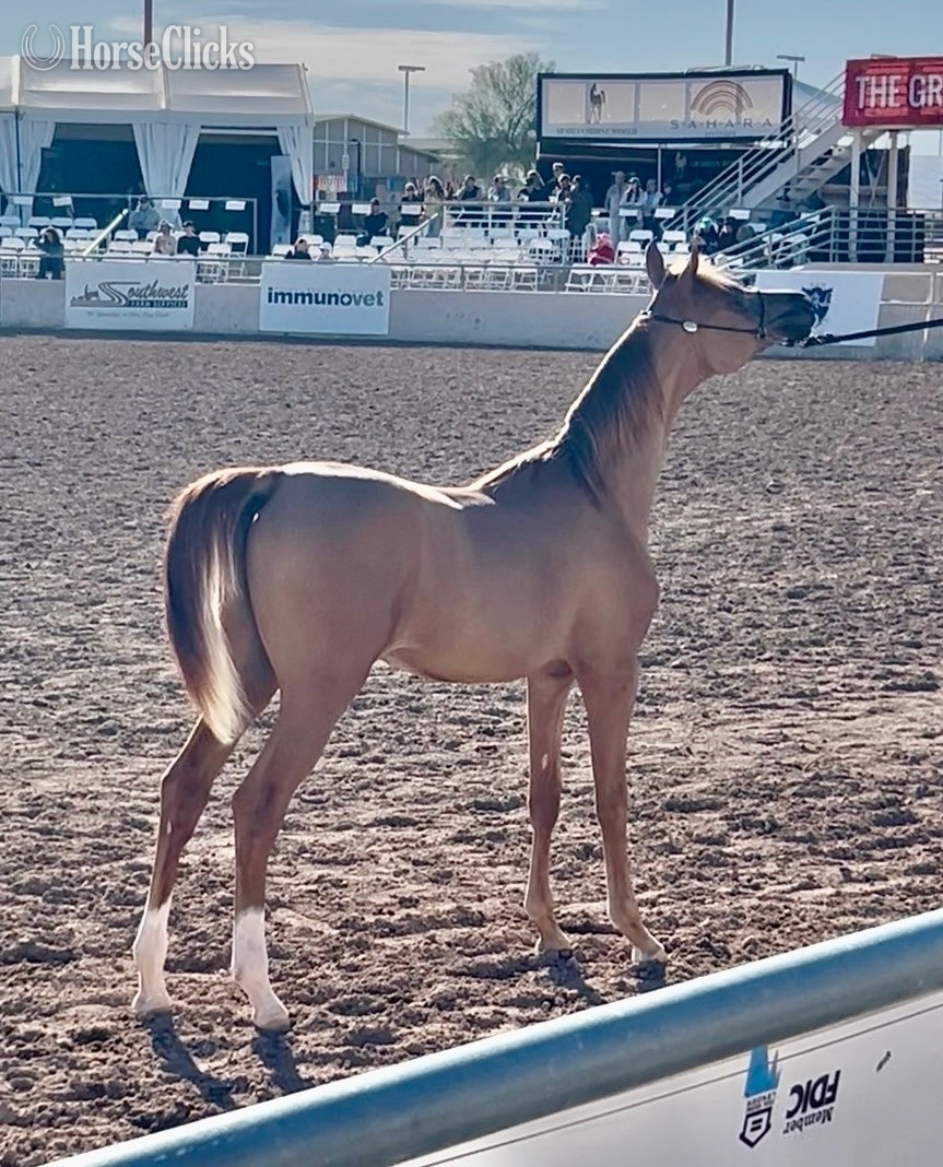 "Showy Wallstreet Purebred Arab Colt" Chestnut Stallion Arabian in Iowa