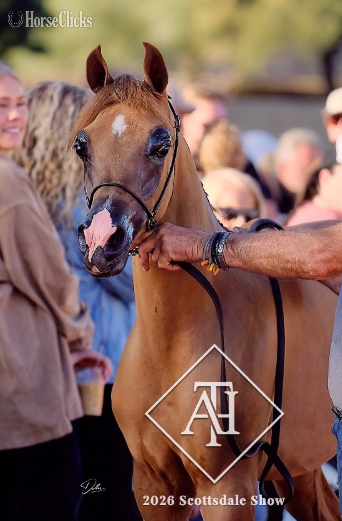 "Showy Wallstreet Purebred Arab Colt" Chestnut Stallion Arabian