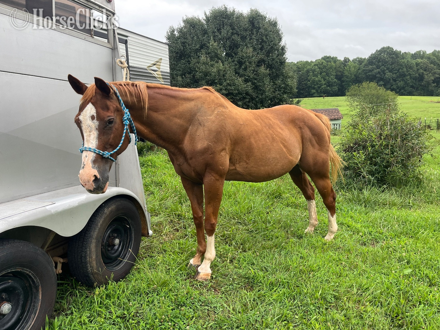 "Harley" Sorrel Mare Quarter Horse in Virginia
