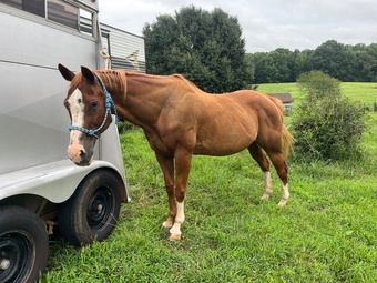 "Harley" Sorrel Mare Quarter Horse