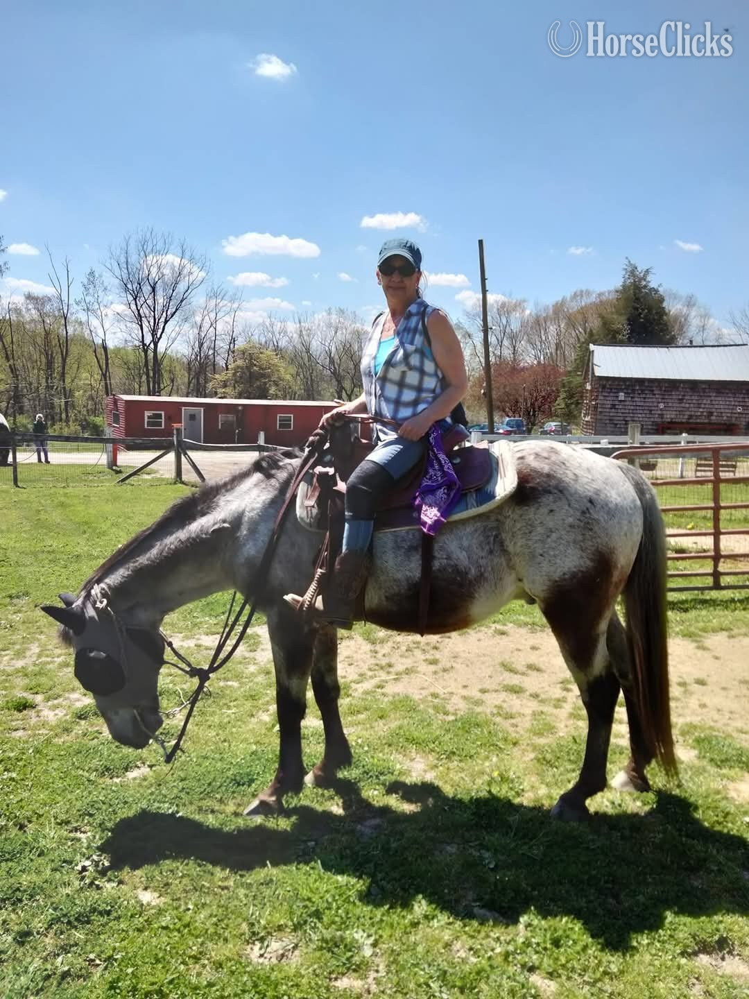 "Lenny"  Gelding Appaloosa in Pennsylvania