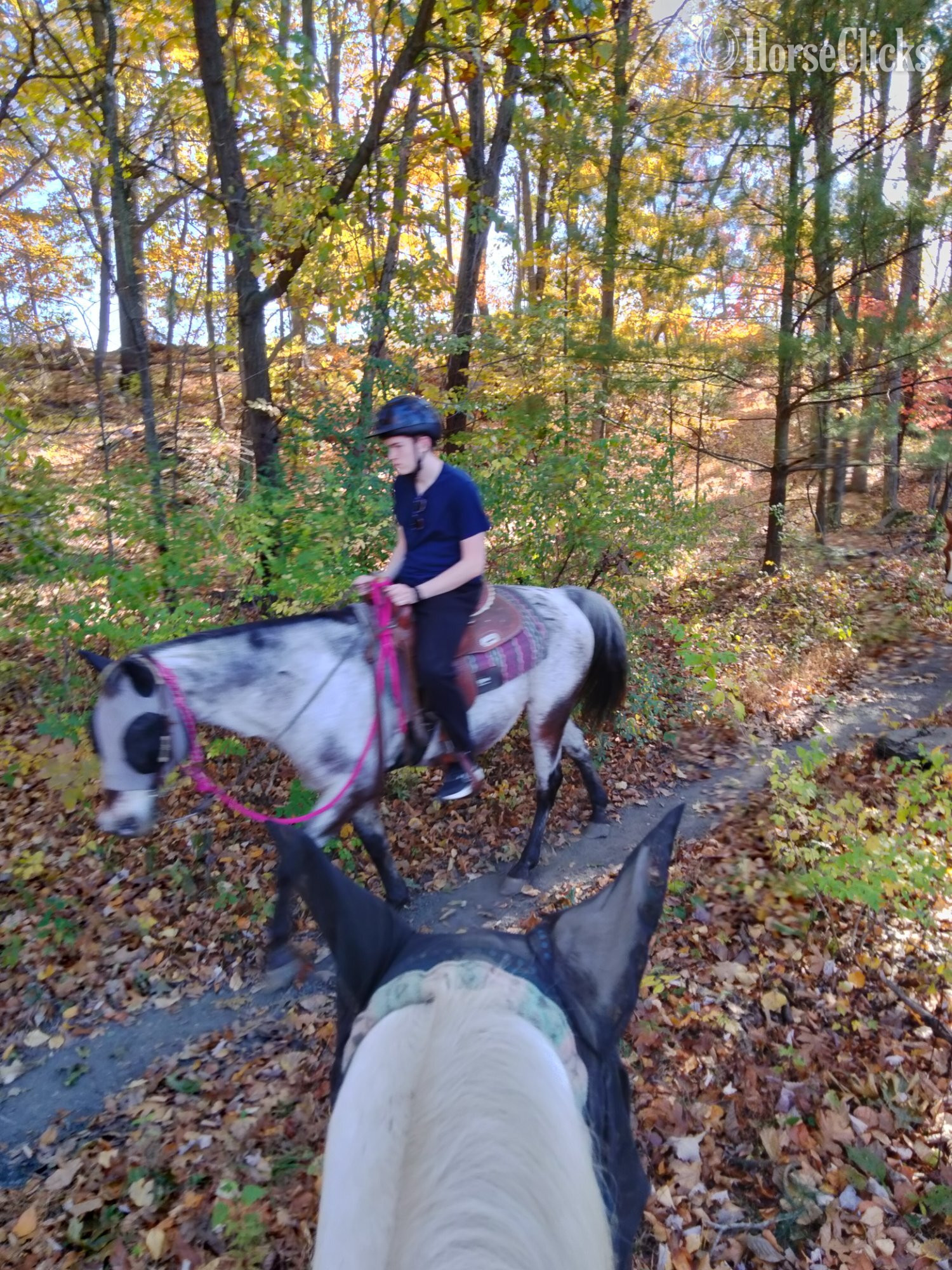 "Lenny"  Gelding Appaloosa