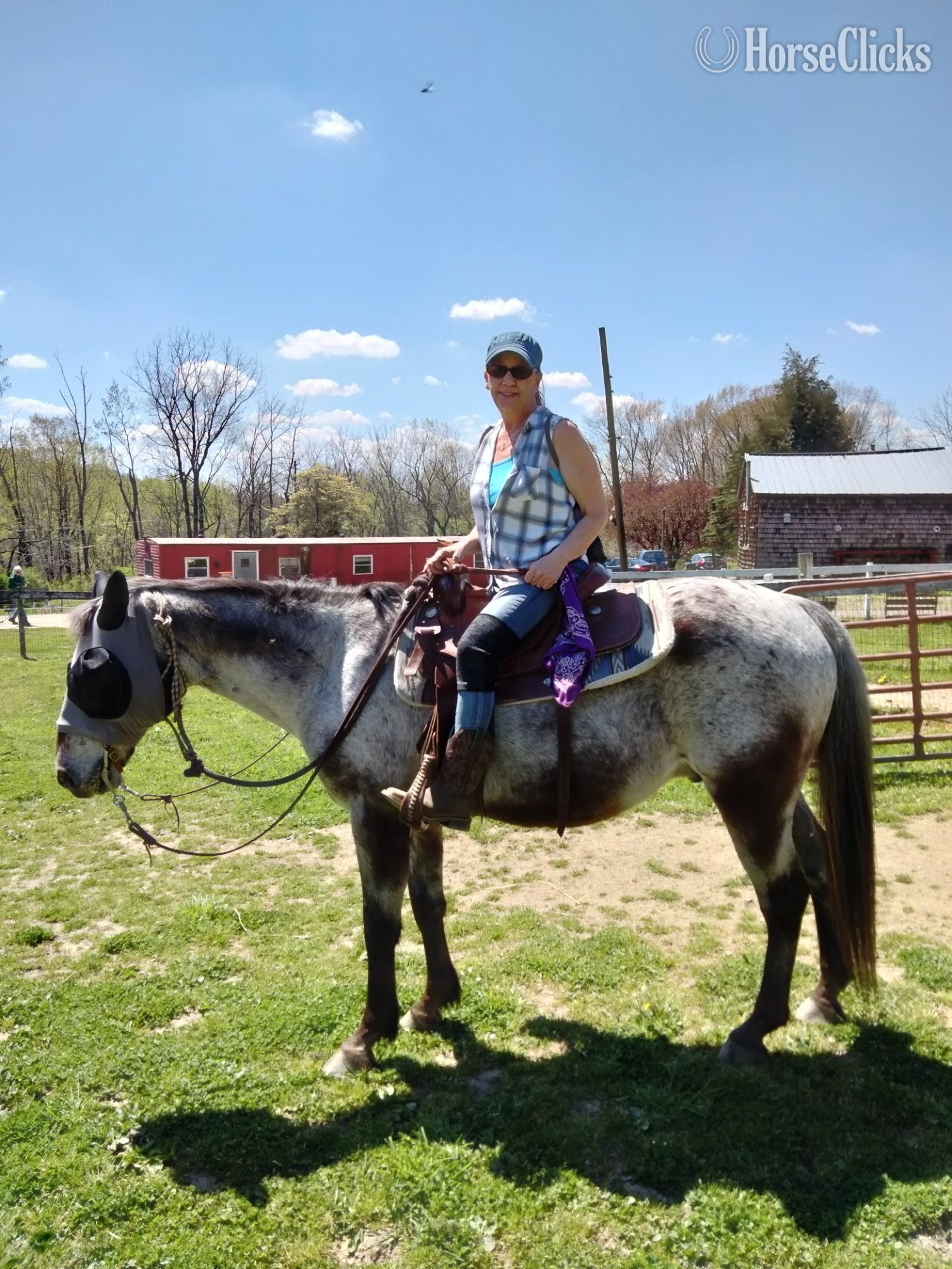 "Lenny"  Gelding Appaloosa - Appaloosa in Pennsylvania