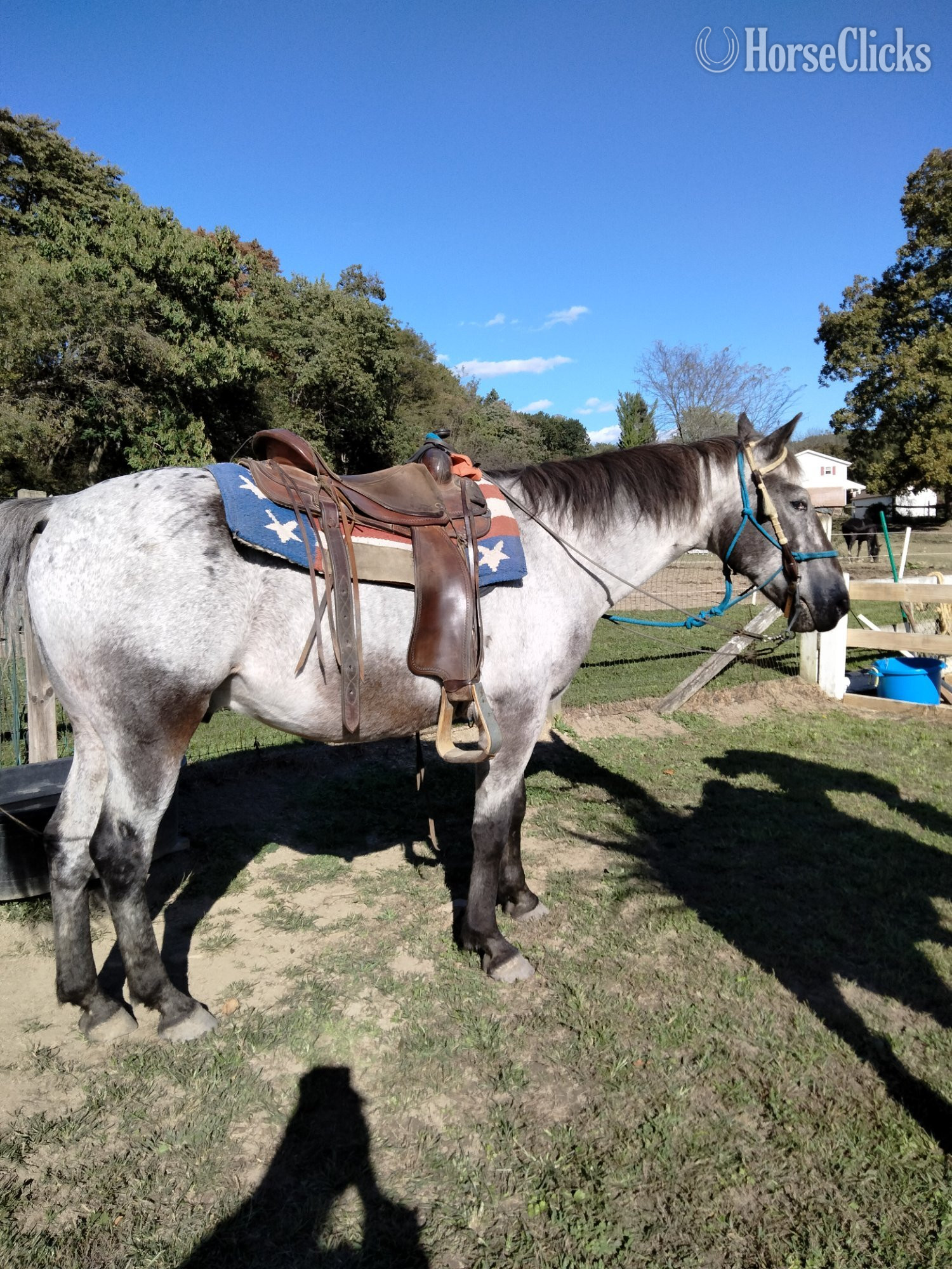 "Lenny"  Gelding Appaloosa - Appaloosa