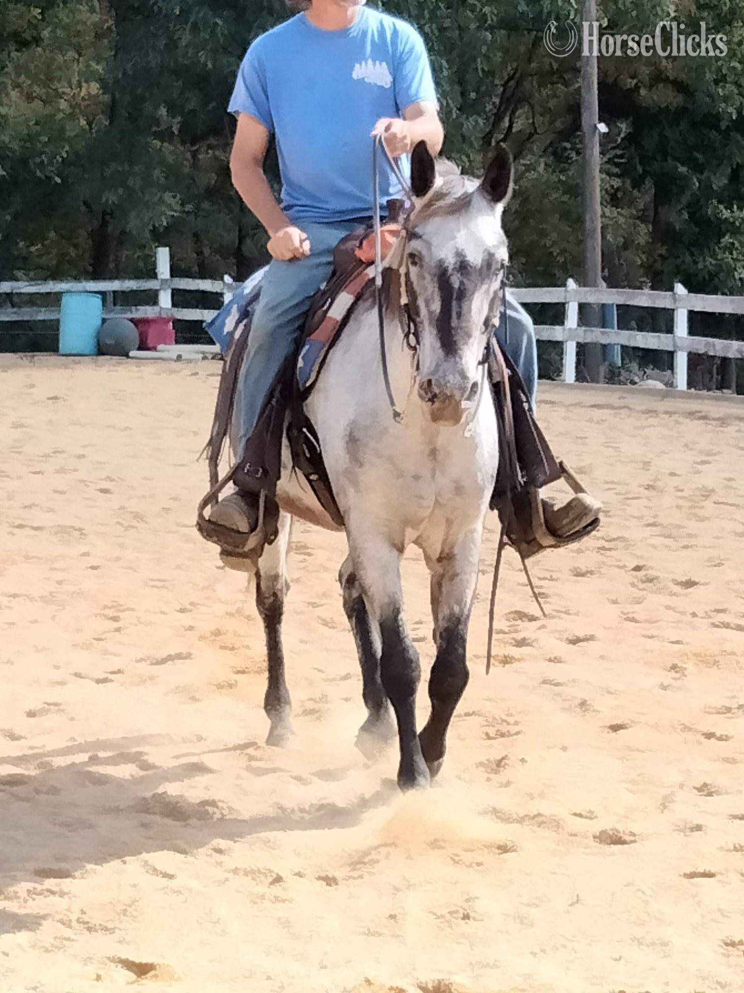"Lenny"  Gelding Appaloosa Pennsylvania