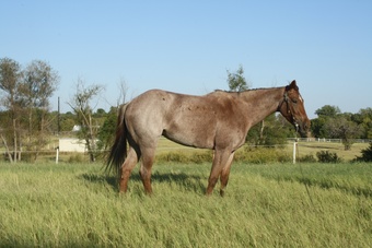 "CR PEPTOHANCOCKING" Red Roan Mare Quarter Horse