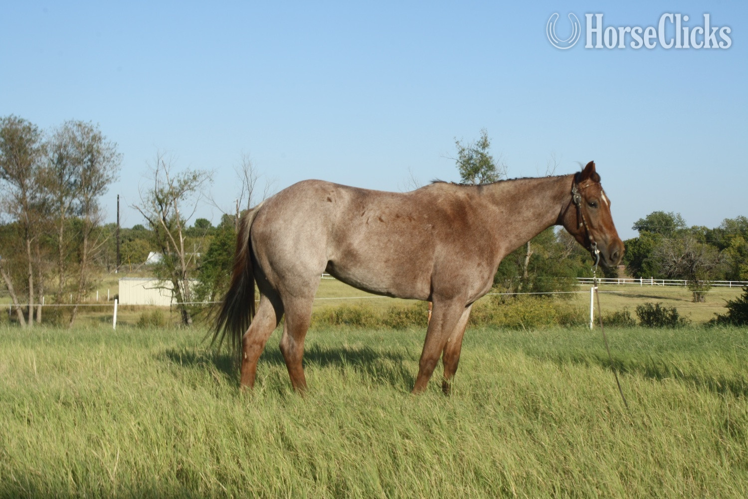 "CR PEPTOHANCOCKING" Red Roan Mare Quarter Horse in Texas