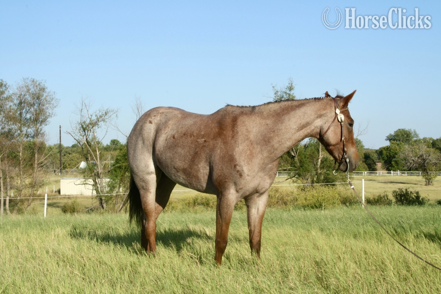 "CR PEPTOHANCOCKING" Red Roan Mare Quarter Horse